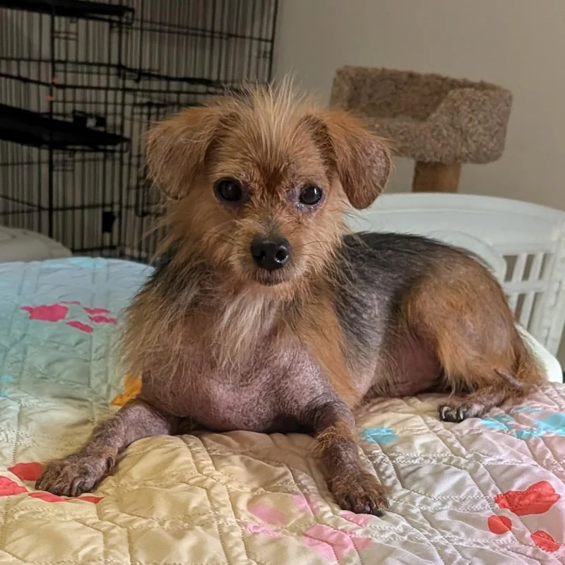 An adult small-sized male Yellow / Tan / Blond / Fawn Mixed Breed dog named Squirrelbane for adoption in Fredericksburg, VA