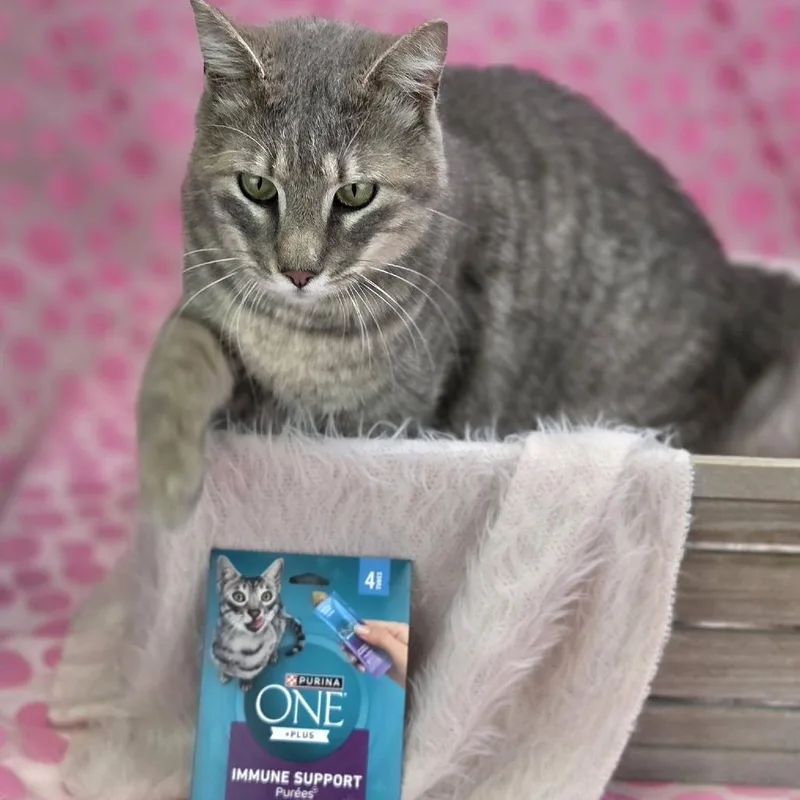 An adult large-sized male Gray / Blue / Silver Domestic Short Hair cat named Bert Bobbseyc for adoption in East Saint Louis, IL
