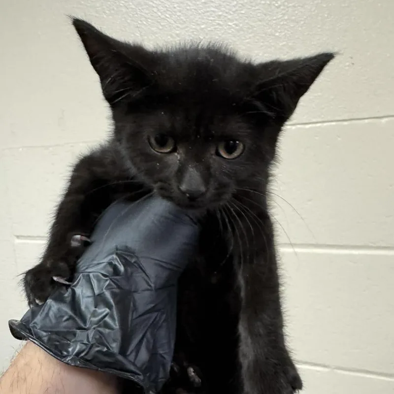Crumpet