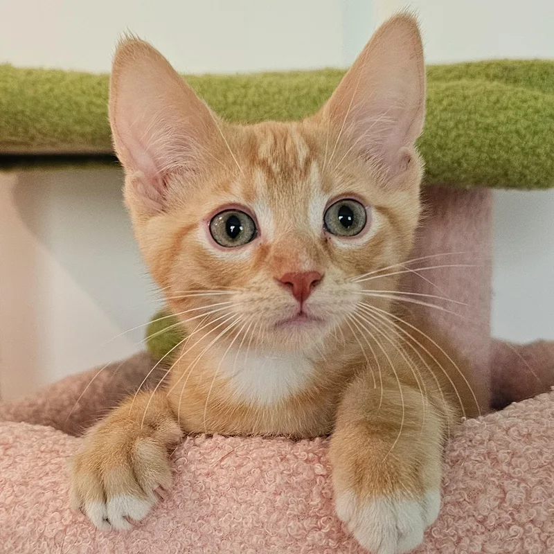 Phineas  And Ferb thumbnail 2