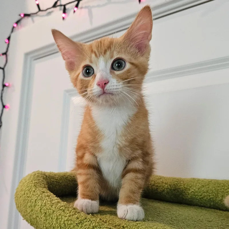 Phineas  And Ferb thumbnail 3