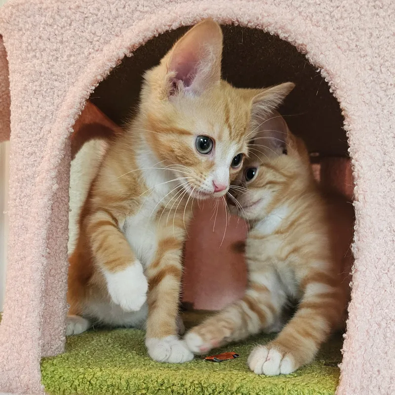 A baby medium-sized male Orange & White Tabby cat named Phineas  And Ferb for adoption in Chicago, IL