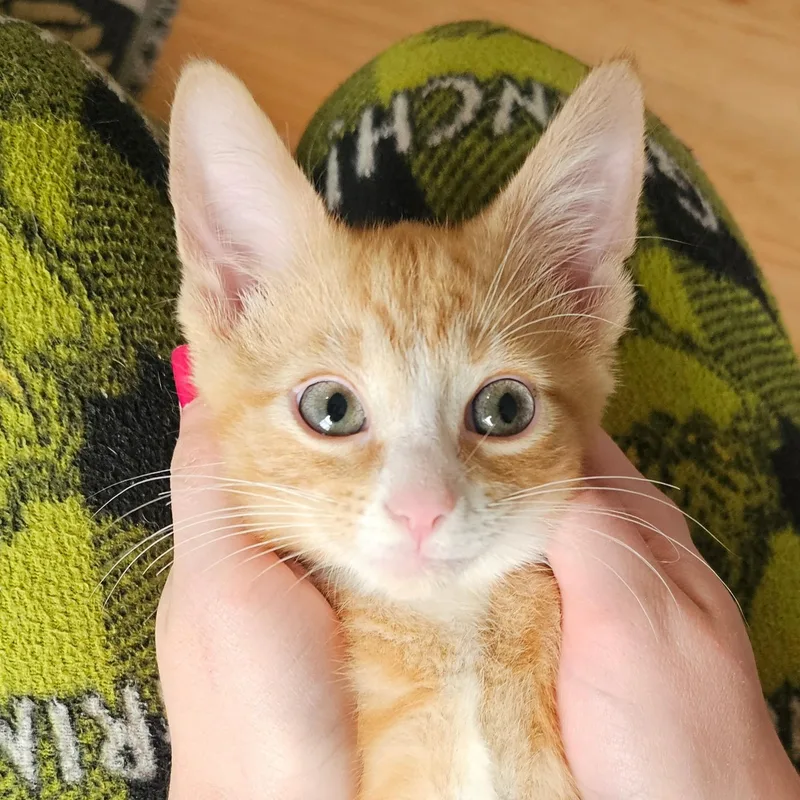 Phineas  And Ferb thumbnail 4