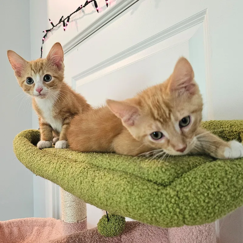 Phineas  And Ferb thumbnail 5