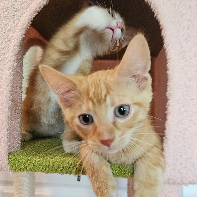 Phineas  And Ferb thumbnail 6