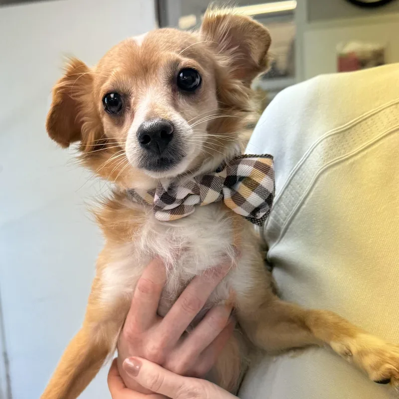 A young small-sized male Red / Chestnut / Orange Chihuahua dog named Javier for adoption in Bedminster, NJ
