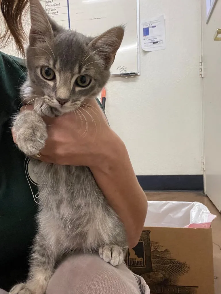 A baby medium-sized male Domestic Short Hair cat named Rydel for adoption in Chico, CA