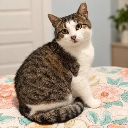 An adult medium-sized female Domestic Short Hair cat named Molly for adoption in Hudson, MA