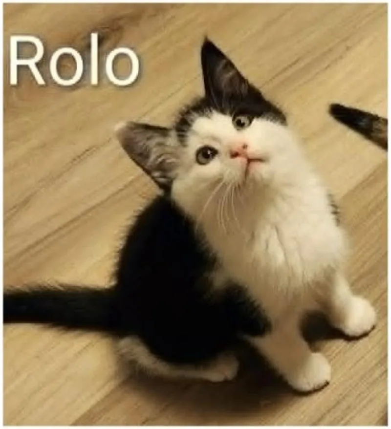A baby medium-sized male Black Domestic Short Hair cat named Rolo for adoption in Eugene, OR