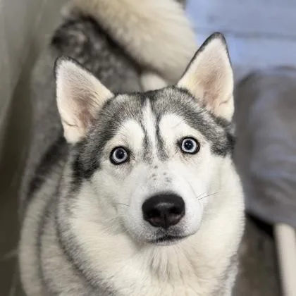 An adult large-sized female Siberian Husky dog named Muna for adoption in Sacramento, CA