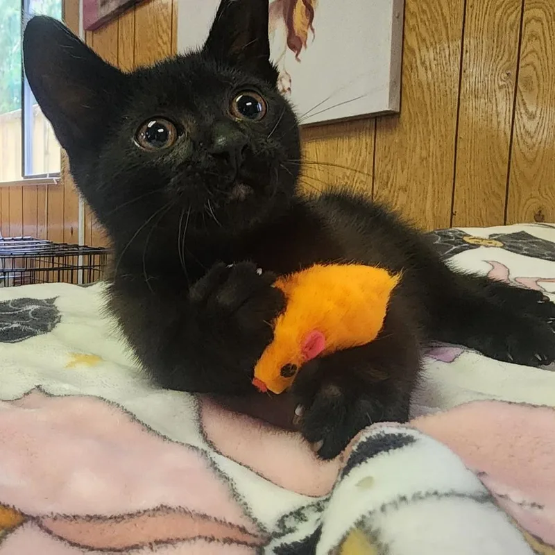 A baby medium-sized female Black Domestic Short Hair cat named Blossom for adoption in Graham, WA