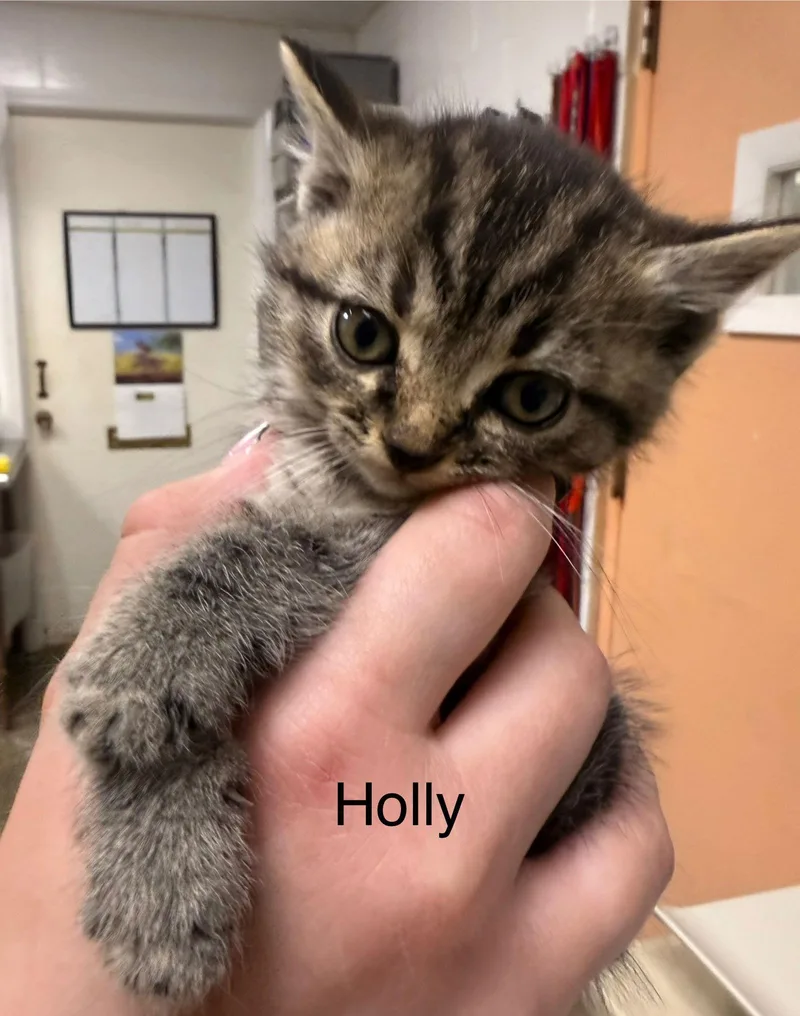 Holly