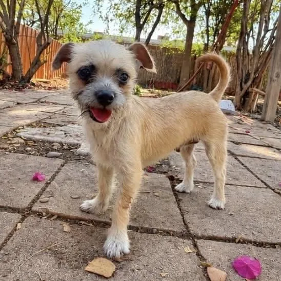A young small-sized female Mixed Breed dog named Molly for adoption in Hillsborough, NJ