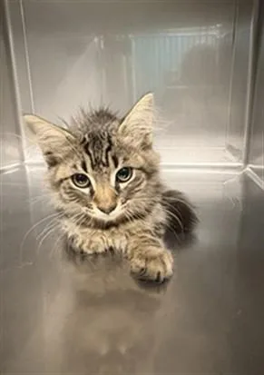 A baby medium-sized male Domestic Medium Hair cat named Muskateer for adoption in Baldwin Park, CA