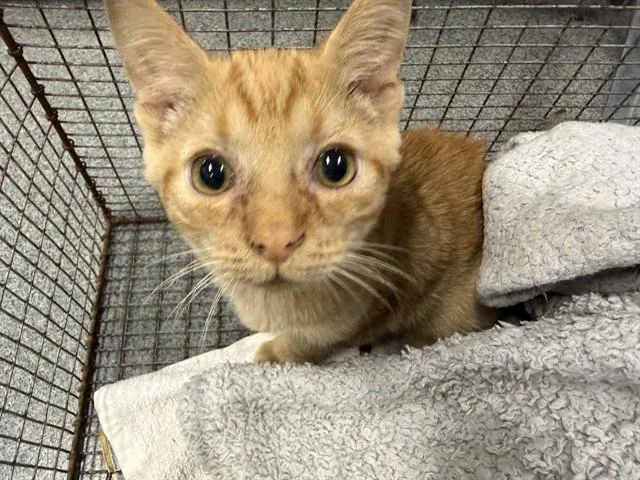 A baby small-sized male Domestic Short Hair cat named Chilli for adoption in Kalamazoo, MI