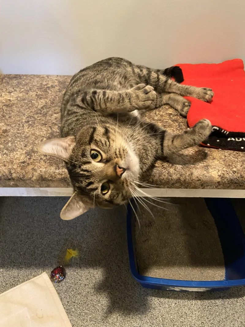 A young medium-sized male Tabby (Brown / Chocolate) Domestic Short Hair cat named Jacks for adoption in Lincoln, NE