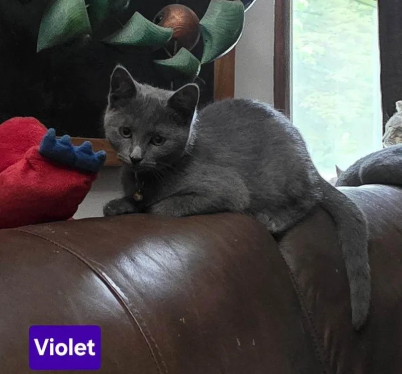 A baby medium-sized female Gray / Blue / Silver Domestic Short Hair cat named Violet for adoption in Owatonna, MN