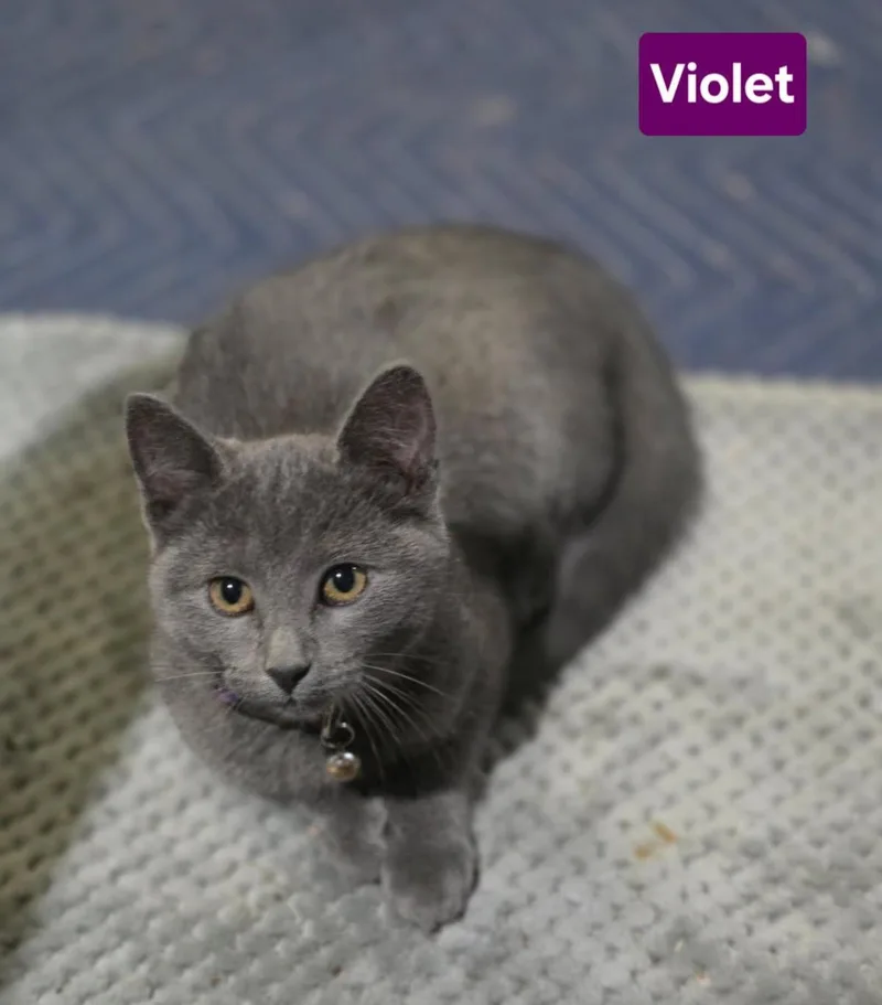 Violet thumbnail 2