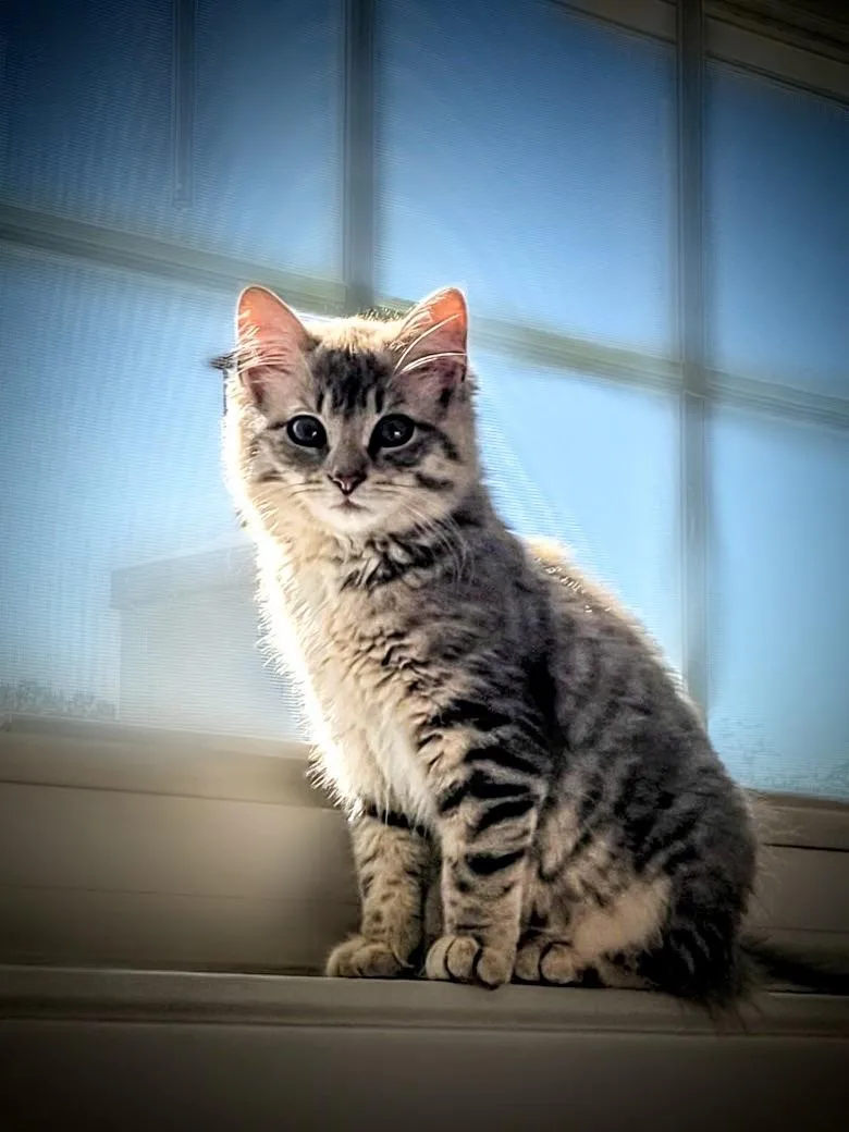 A baby small-sized female Gray / Blue / Silver Domestic Short Hair cat named Ellie for adoption in Syosset, NY