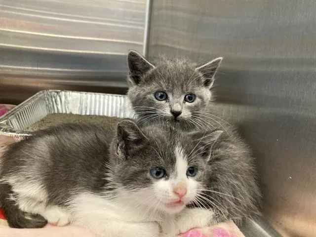 A baby small-sized male Domestic Short Hair cat named Kurt Russell for adoption in Tustin, CA