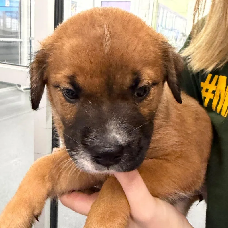 A baby small-sized female Brown / Chocolate Mixed Breed dog named Roula for adoption in Montgomery, AL