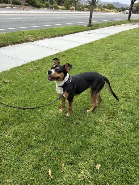 Chula