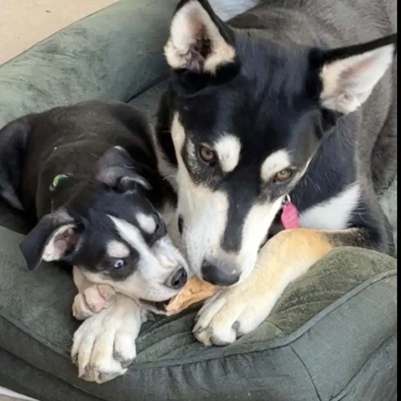 A young large-sized female Black Husky dog named Cece for adoption in Phoenix, AZ