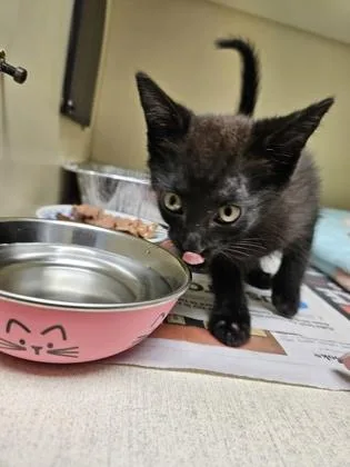 A baby small-sized male Domestic Short Hair cat named Maple for adoption in Chamblee, GA
