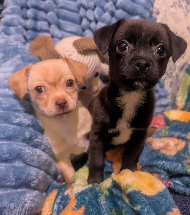 A baby small-sized female Chihuahua dog named Joey and Janey for adoption in Yorkville, IL