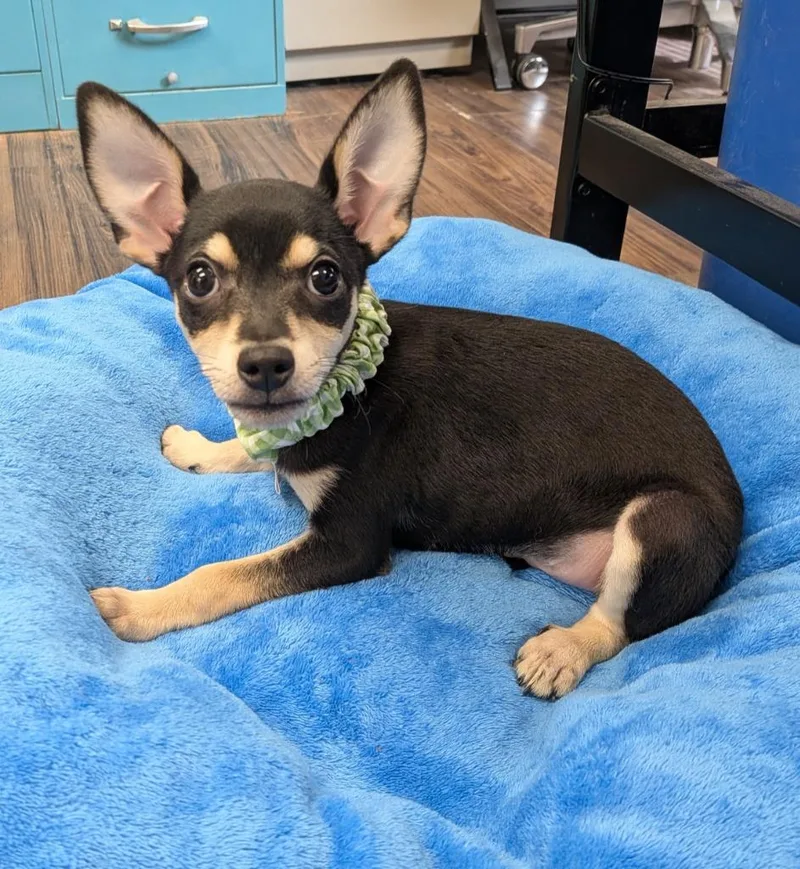 A baby small-sized male Chihuahua dog named Prince for adoption in Logan, UT