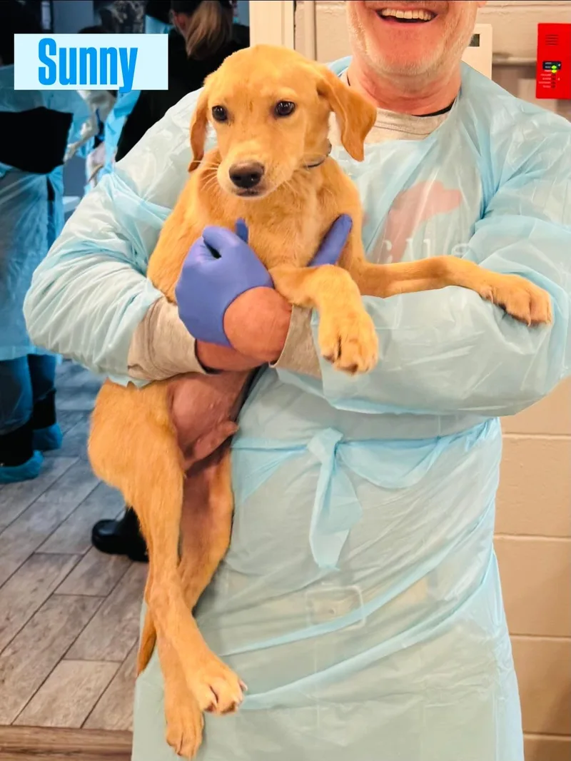 A baby large-sized male Labrador Retriever dog named Sunny for adoption in Rock Hill, NY