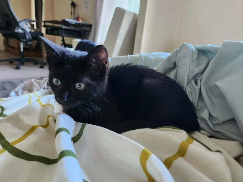 A baby small-sized female Domestic Short Hair cat named That’s So Raven for adoption in Orlando, FL