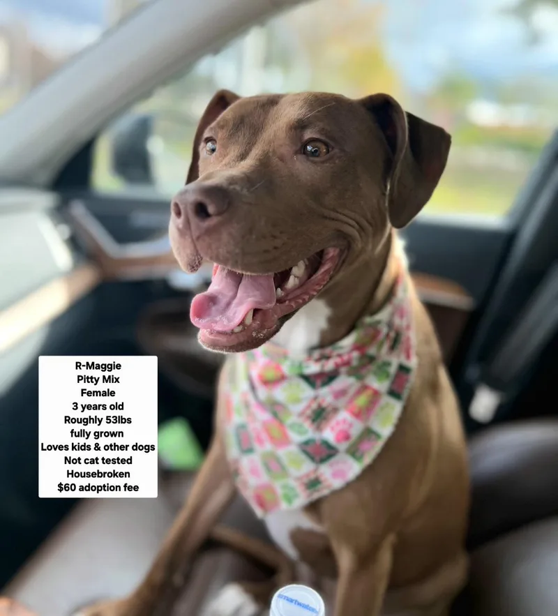 An adult medium-sized female Pit Bull Terrier dog named R Maggie for adoption in Oviedo, FL