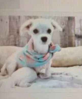 An adult small-sized female Maltese dog named Kohl for adoption in Washington, DC