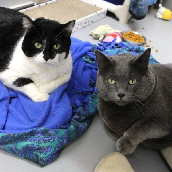An adult medium-sized female Domestic Short Hair cat named Lilo  Bonded Buddy for adoption in Des Moines, IA