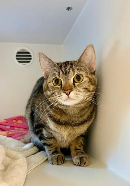 An adult small-sized female Domestic Short Hair cat named Tammy for adoption in Fairfax, VA