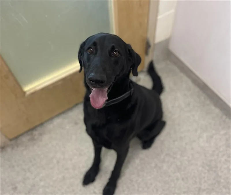 An adult medium-sized male Labrador Retriever dog named Zeus for adoption in Loveland, CO