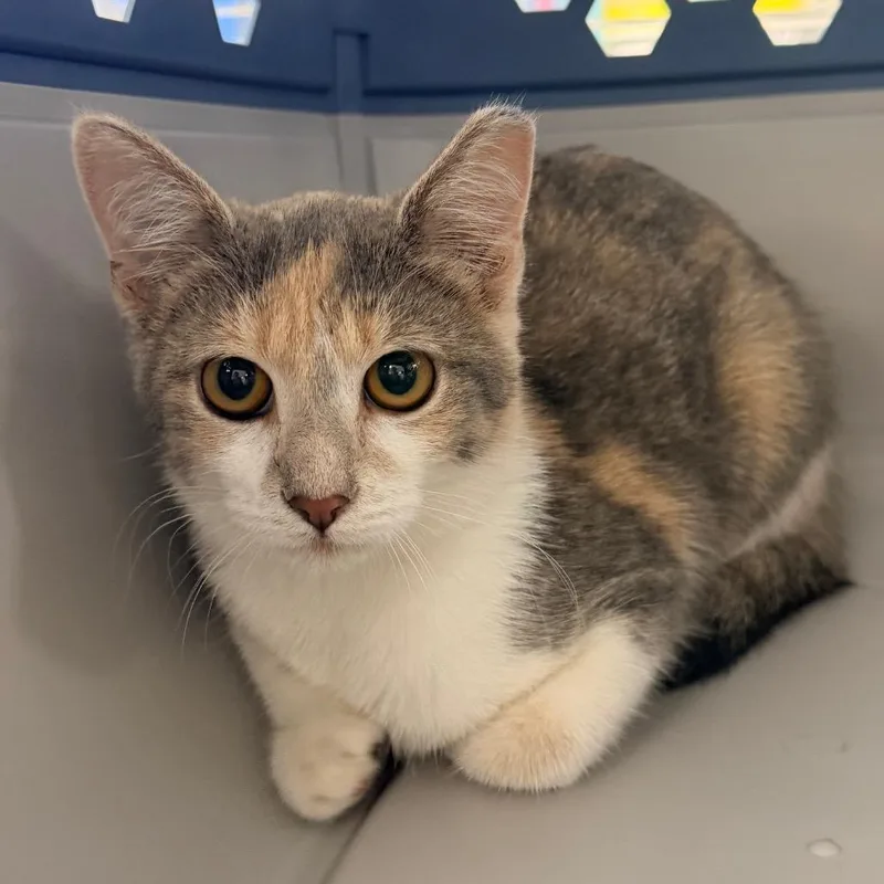 A young medium-sized female Calico Domestic Short Hair cat named Matcha for adoption in Indianapolis, IN