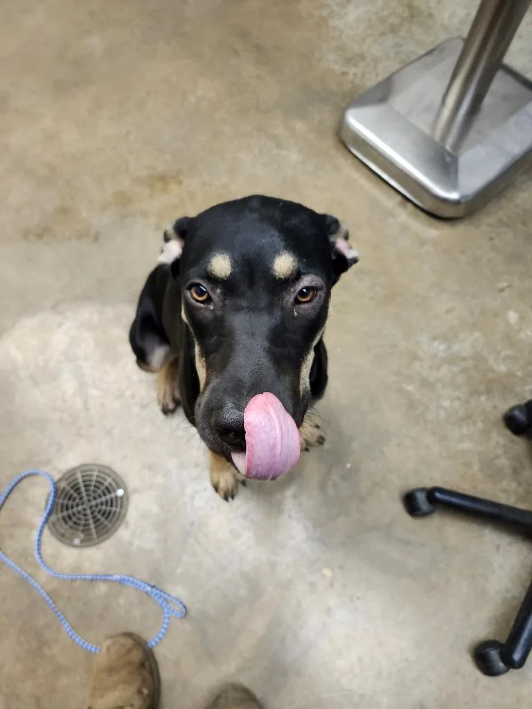 A young large-sized male Mixed Breed dog named Yagabodigity for adoption in Lockhart, TX