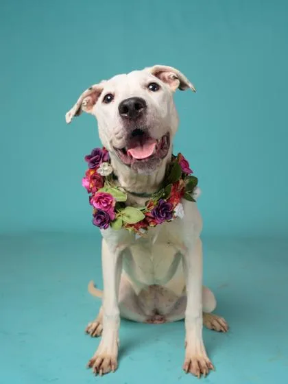 An adult medium-sized female Labrador Retriever dog named Hamper for adoption in Atlanta, GA