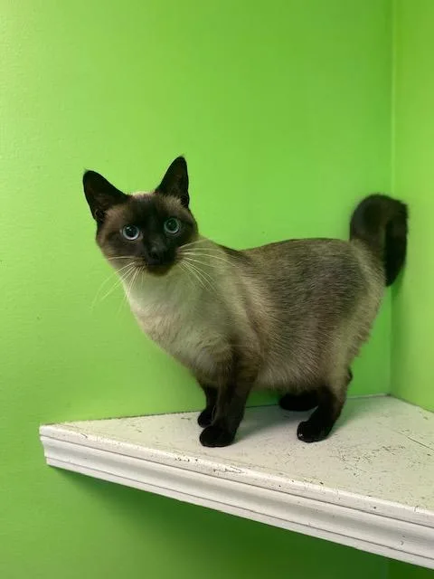 An adult medium-sized female Seal Point Siamese cat named Chocolina for adoption in Memphis, TN