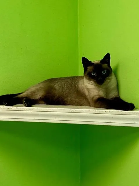 Chocolina thumbnail 2