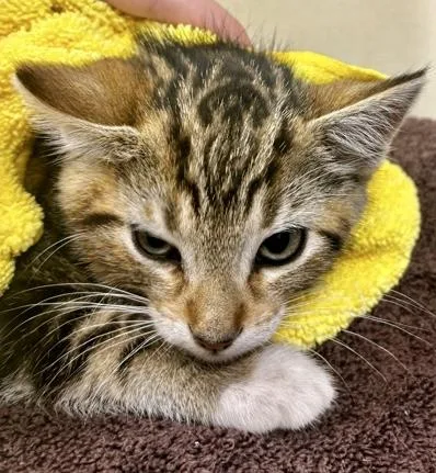 A baby small-sized male Domestic Short Hair cat named Shark Boy for adoption in Burlington, WA