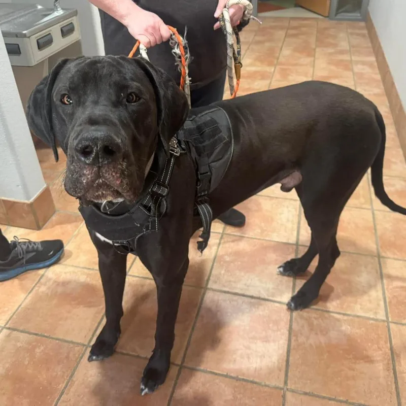 An adult extra large-sized male Black Great Dane dog named Duke for adoption in Wichita, KS
