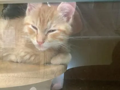 A baby small-sized male Domestic Short Hair cat named Chaz for adoption in Hamilton, NJ