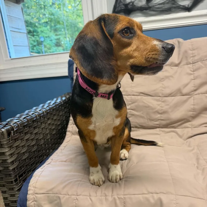 A young small-sized female Tricolor (Brown, Black, & White) Beagle dog named Willa for adoption in Sunderland, MD