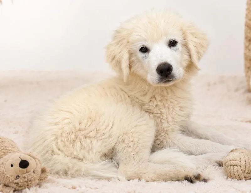 A baby large-sized female White / Cream Great Pyrenees dog named Vanilla Bean for adoption in Kiowa, OK