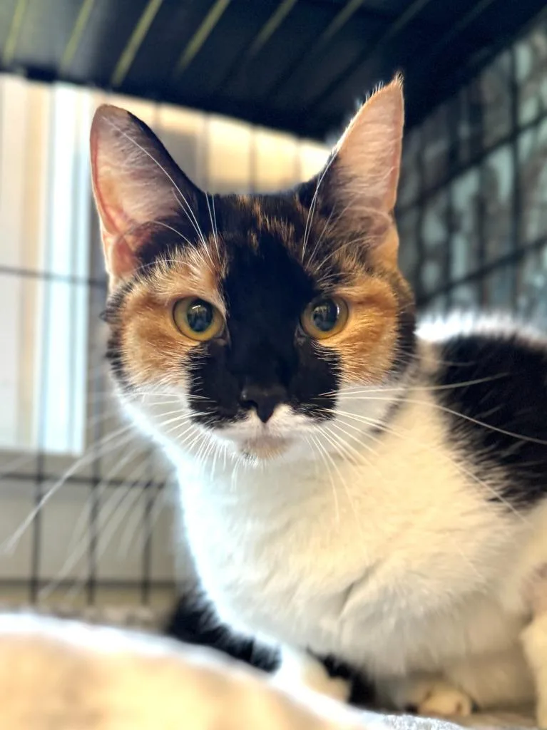 Miss Maple