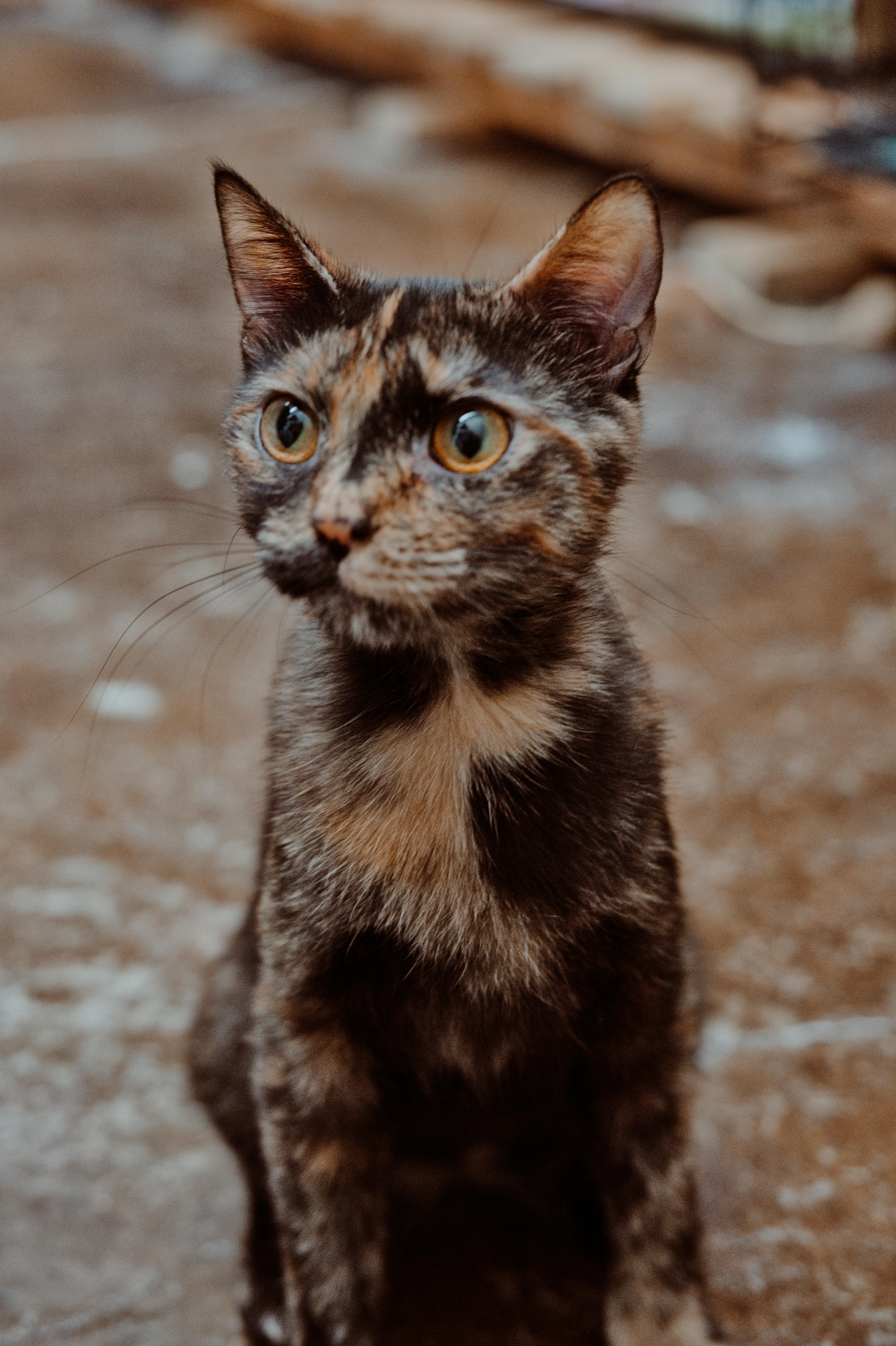 An adult medium-sized female Torbie cat named Sasha Lyn for adoption in Le Mars, IA