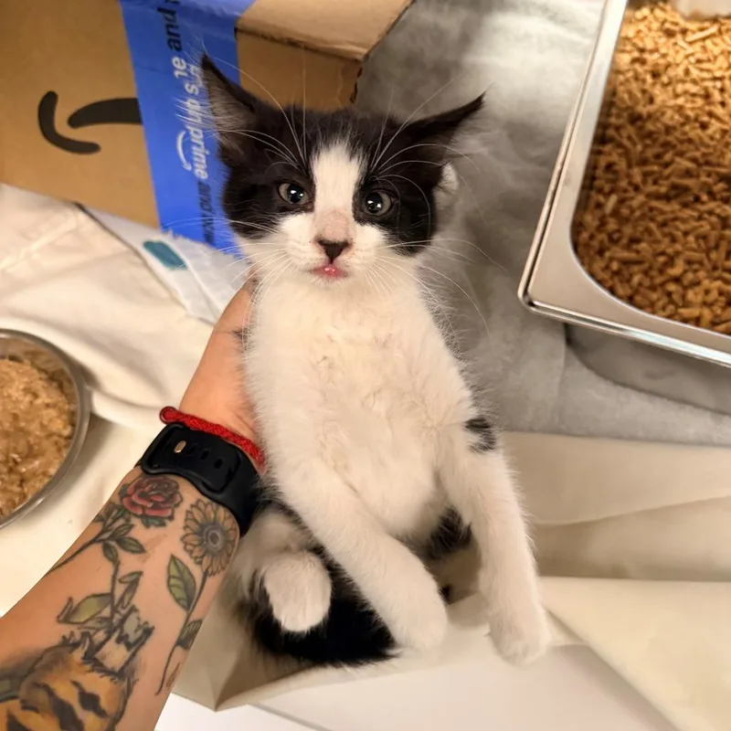 A baby small-sized female Black Domestic Short Hair cat named 107445 for adoption in Las Cruces, NM